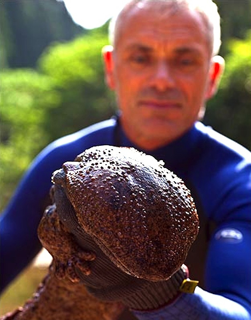 Речные монстры Речные монстры реки