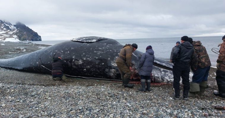 Чукотские морские зверобои добыли 13-метрого кита