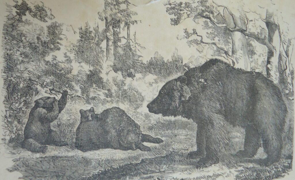 Охота в Тункинском крае. Часть четвертая