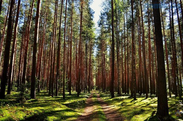 Ограничение на посещение лесов введено в Бобруйском районе.