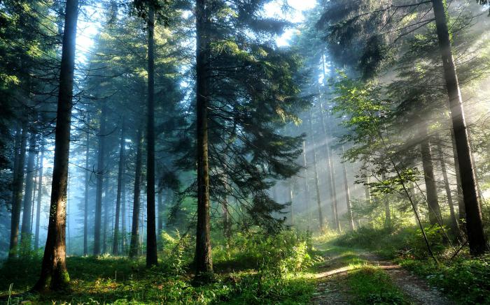 Сосновый лес: характеристика и экосистема. Животные и растения соснового леса