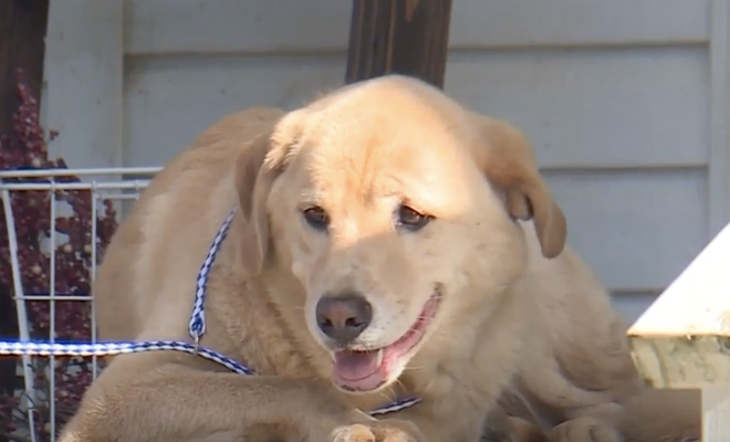 Собака прошла 100 километров в поисках дома и нашла свою семью, которая переехала