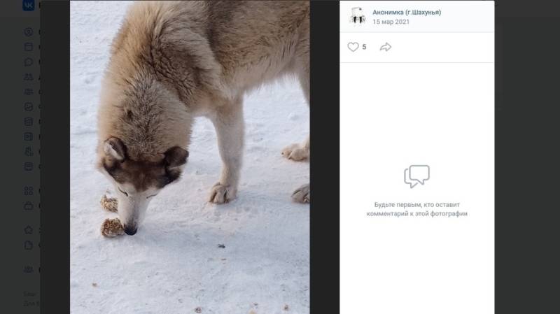 Результат эксперимента: волкособы держат в страхе город в Нижегородской области Общество