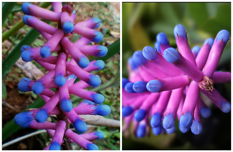 Бромелия спичечная (Bromeliad: Matchstick) красота, особенные, природа, растения, флора, цветы