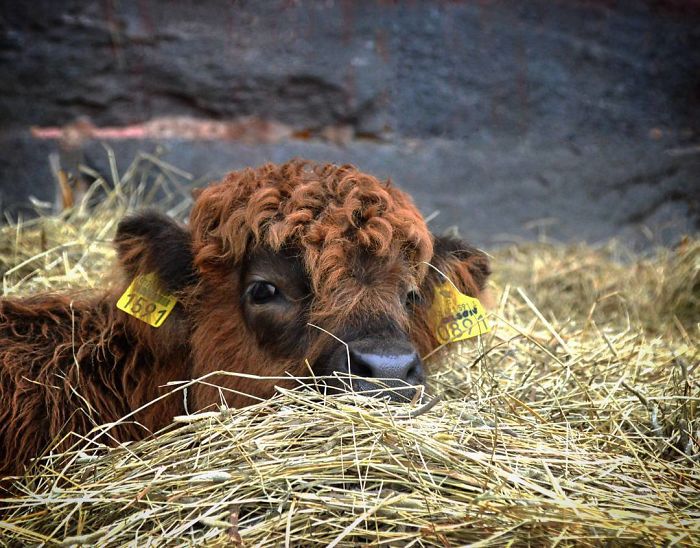 Cute-Baby-Highland-Cattle-Calves