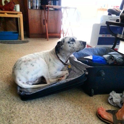 Домашние любимцы, которые тоже хотят в отпуск
