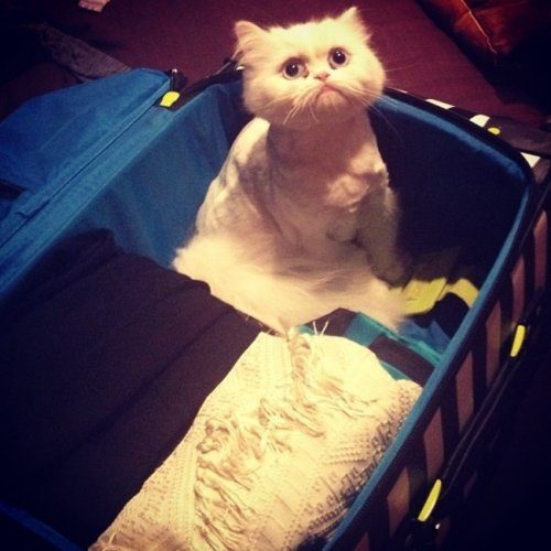 Домашние любимцы, которые тоже хотят в отпуск
