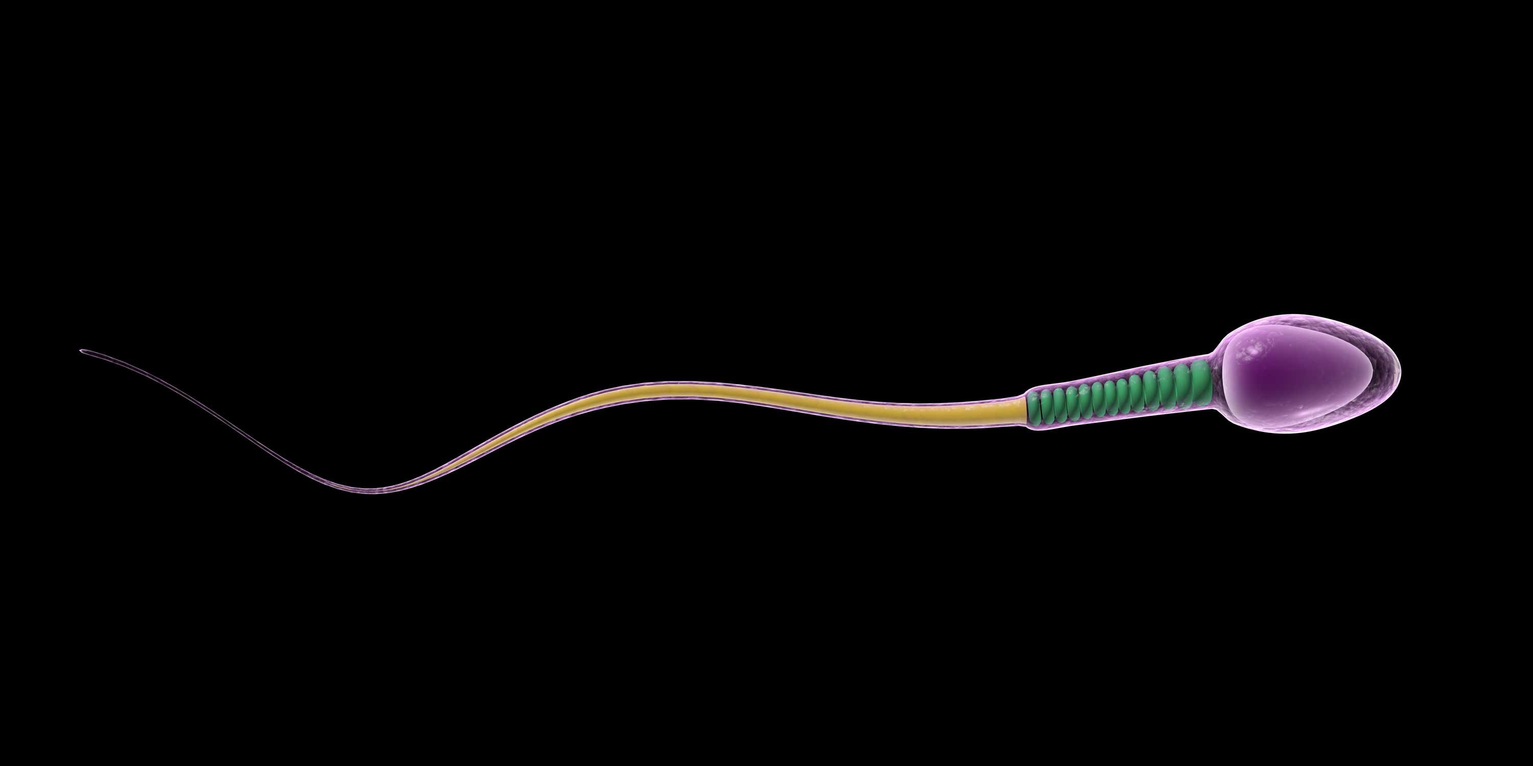 5 фактов о сперме, которые вас удивят     здоровье,интересные факты,наука