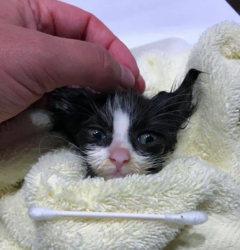 Женщина спасла двух черных котят, а один взял и побелел