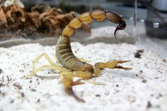Индийский толстохвостый скорпион животные, природа, смерть, яды