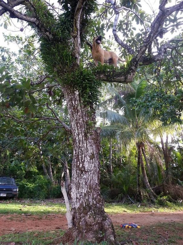 This Is My Dog, Bella. She Climbs Trees