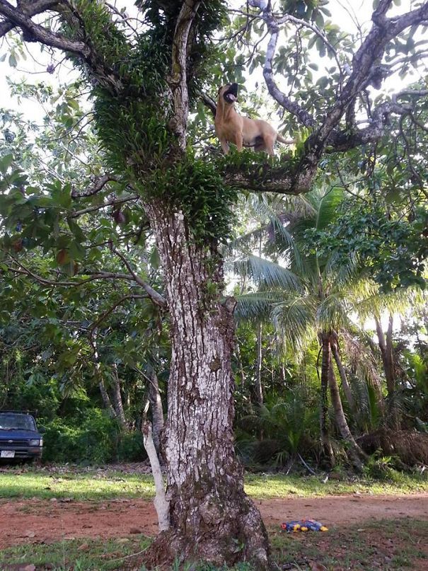 This Is My Dog, Bella. She Climbs Trees This Is My Dog, Bella. She Climbs Trees
