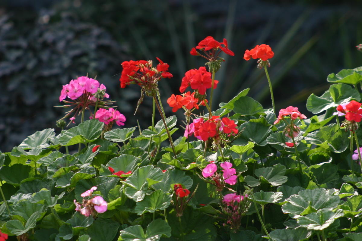 10 растений, цветущих в августе любит, сорта, которые, цветниках, могли, название, факта, длиной, диаметром, распускаются, семейства, астры, можно, минеральным, контейнерах, цветут, полным, связано, рабатках, шириной