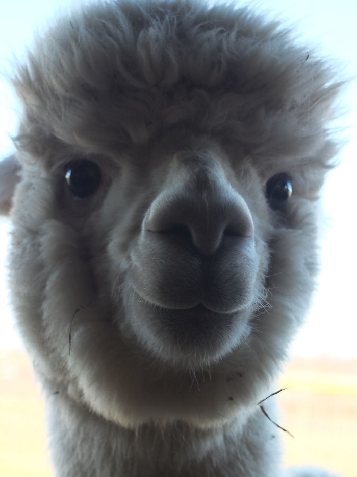 Fluffy Smiling Alpaca