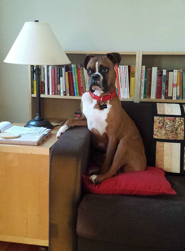 I'm Dogsitting The Most Interesting Dog In The World. Every Time I Walk Through The Living Room, He's Got A New Pose For Me I