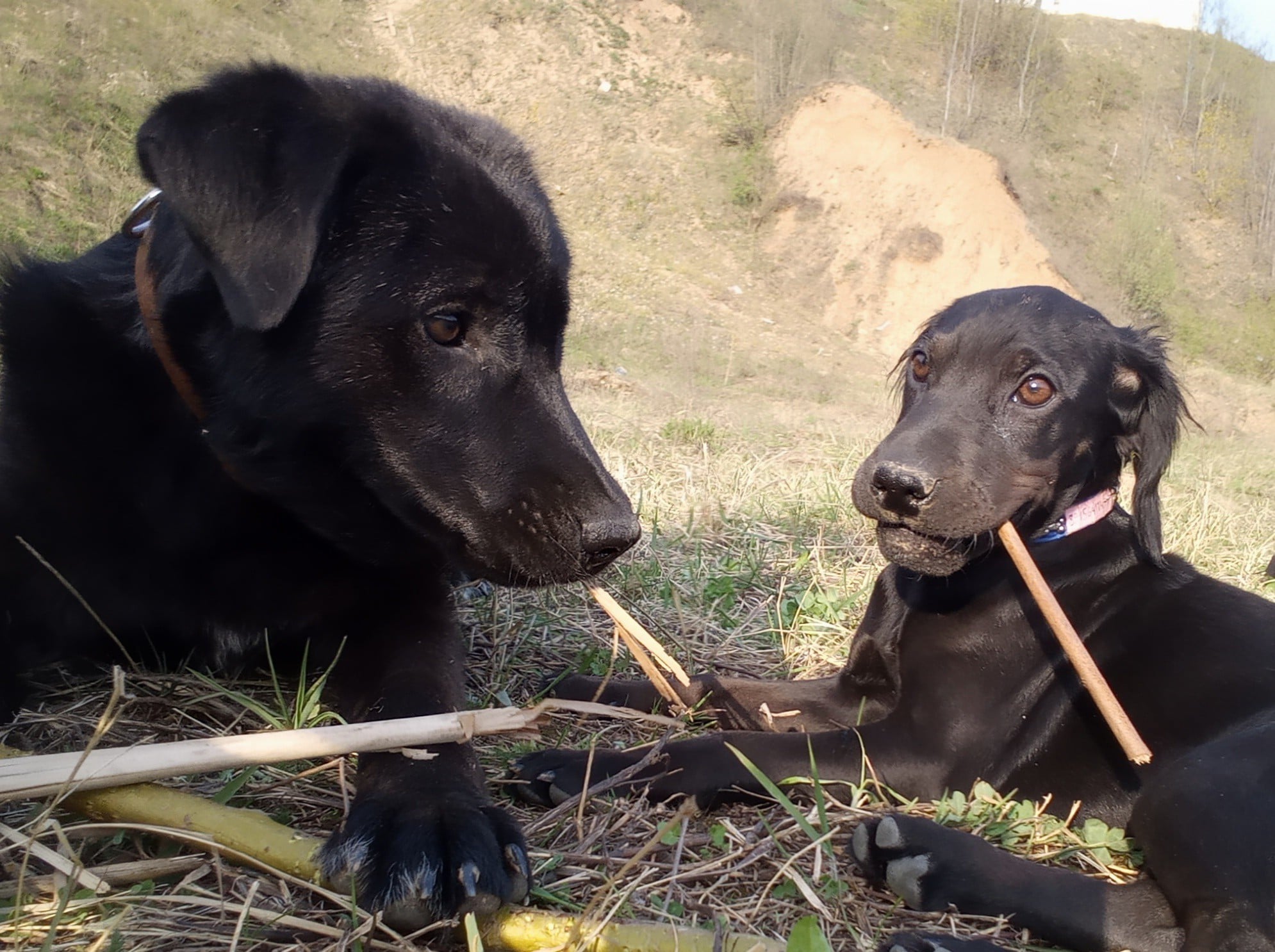 собаки на прогулке