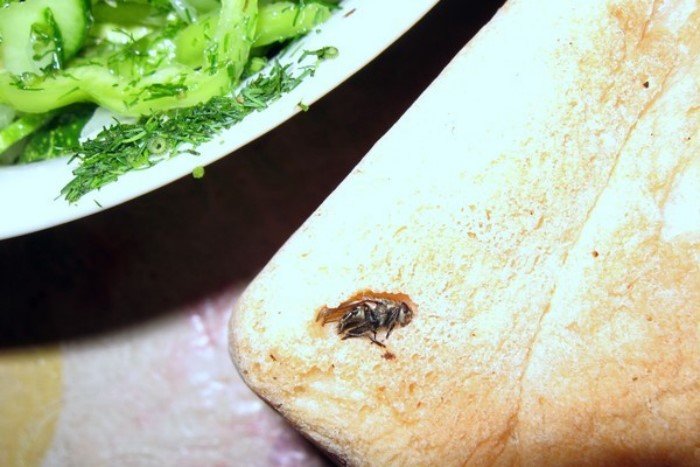 С мухой всегда вкуснее: обыкновенные продукты, приправленные насекомыми