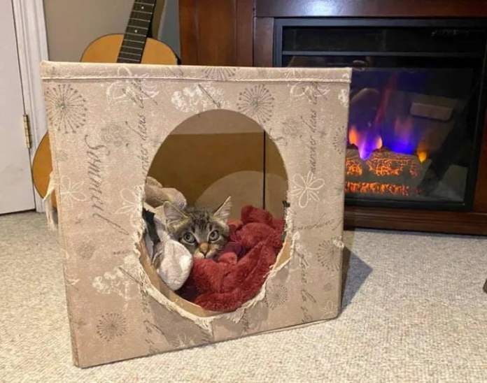 Без кота и жизнь не та
