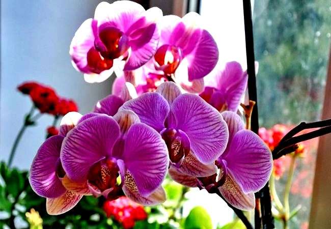 Как вылечить орхидею от гниения