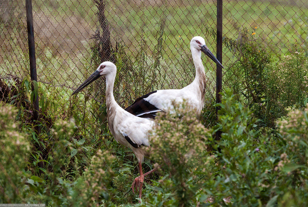 Хинганский заповедник на Дальнем Востоке Хинганский заповедник на Дальнем Востоке Путешествия,фото