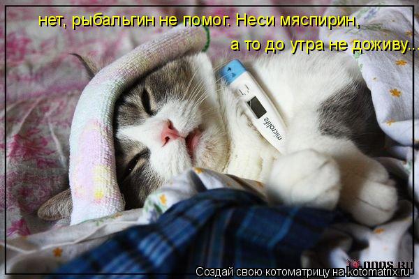 Котоматрица: нет, рыбальгин не помог. Неси мяспирин, а то до утра не доживу...