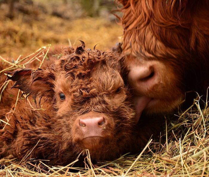 Cute-Baby-Highland-Cattle-Calves