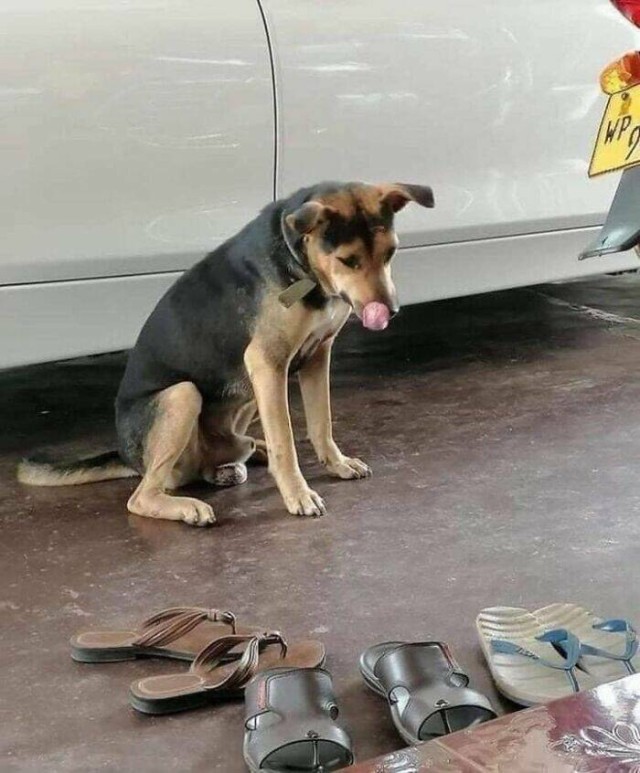 Очарование животных: моменты, которые заставляют улыбаться  