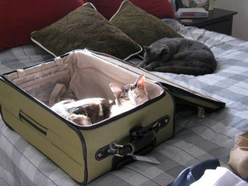 Домашние любимцы, которые тоже хотят в отпуск