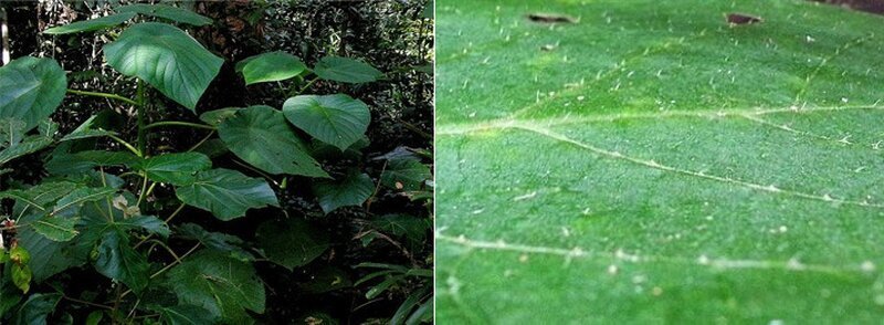 Затаившаяся смерть. 5 опасных растений, которые способны превратить нашу жизнь в ад природа, факты, ядовитые растения