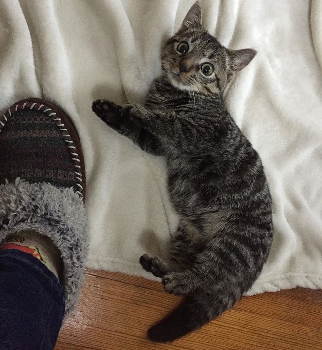 Котенок и нога