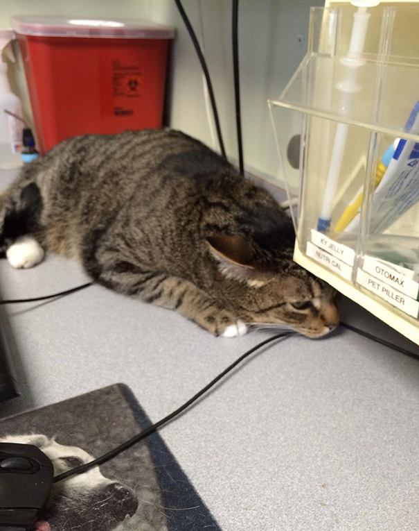 Уморительные фотографии котиков, прячущихся от ветеринара