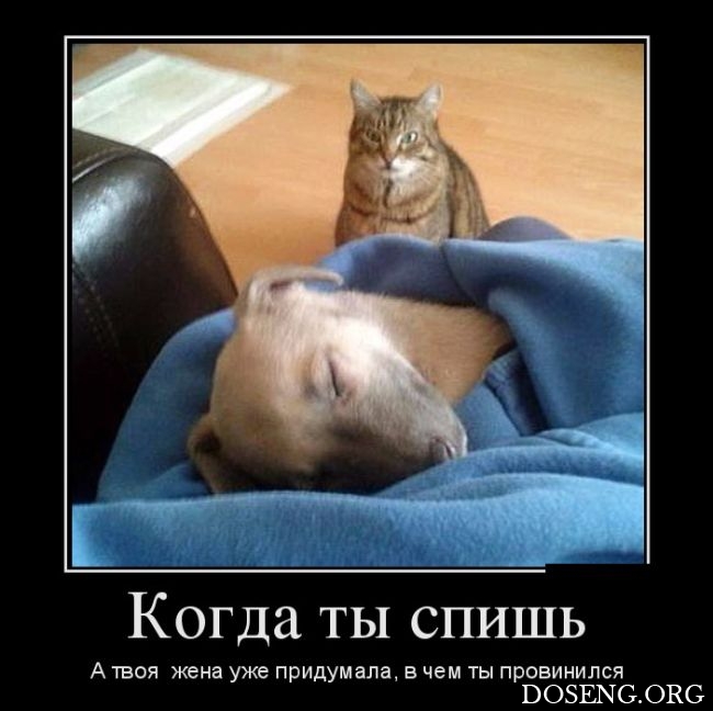 Демотиваторы