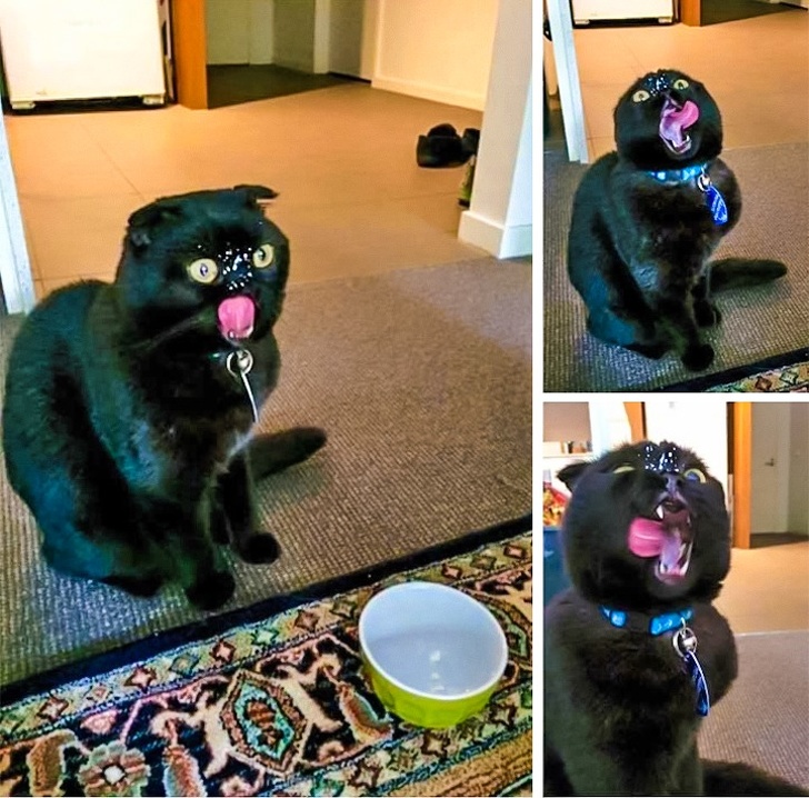 14 фотографий, доказывающих, что жизнь с животными — то еще веселье не всё так грустно