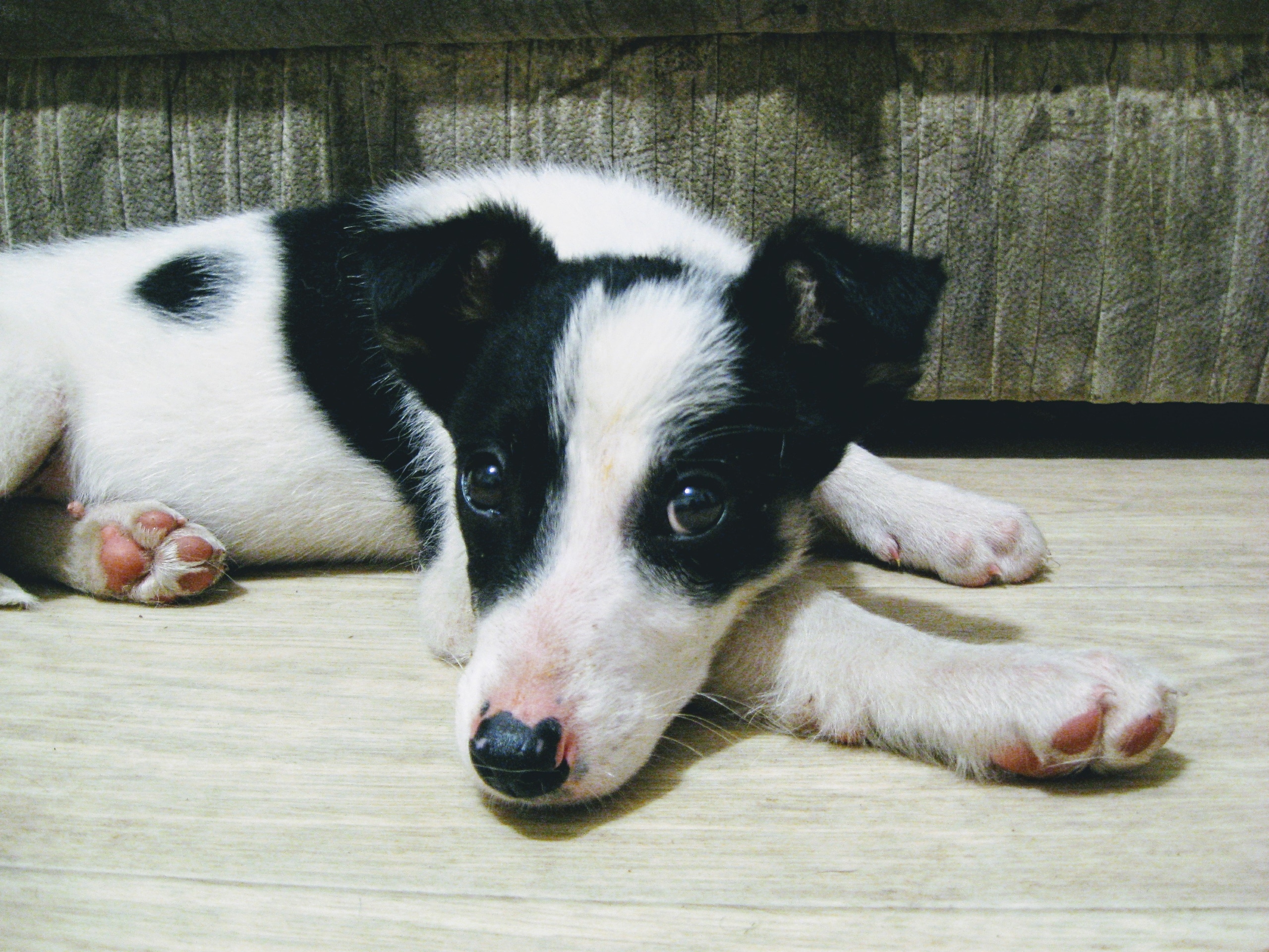 Щенок отдыхает