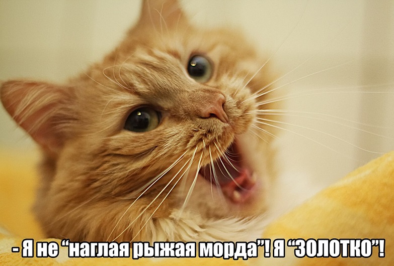 Про кота Матвея 