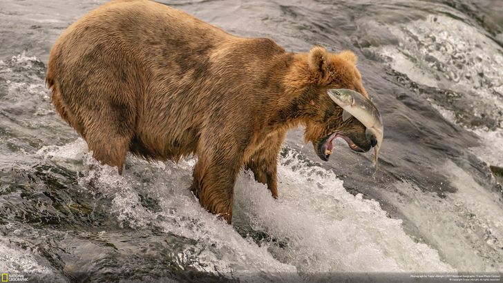 26 лучших фото по версии National Geographic. В них смешались фантастическая красота и беспощадный драматизм