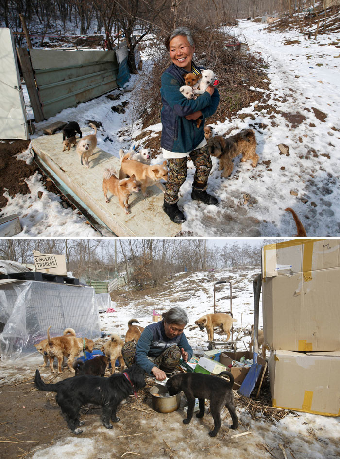 Эта кореянка воспитывает 200 собак, которых она спасла от отправки в рестораны Счастливый конец, животные, спасение
