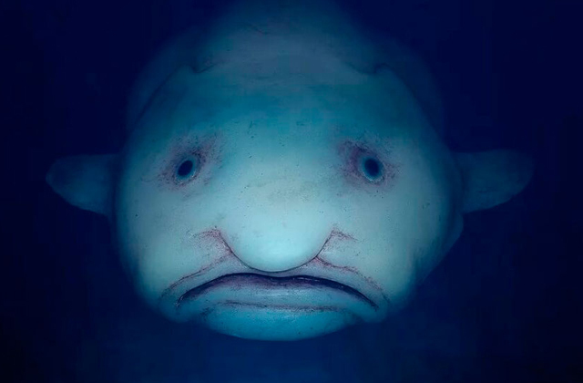 Животные, которые не видели света: обитатели крайних глубин