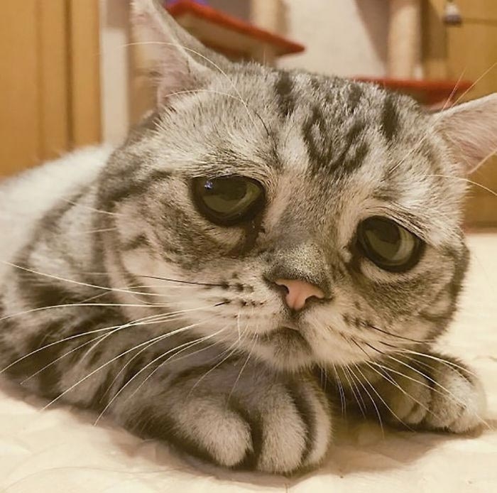 кошка луху, самая грустная кошка в мире 