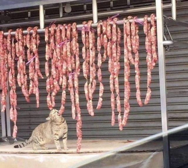 Приколы на любой вкус приколы,смешные картинки,юмор