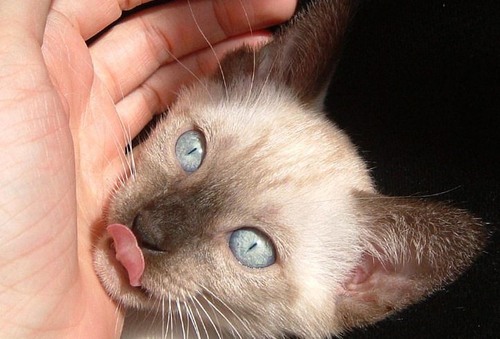 Кошка хочет лизать руку