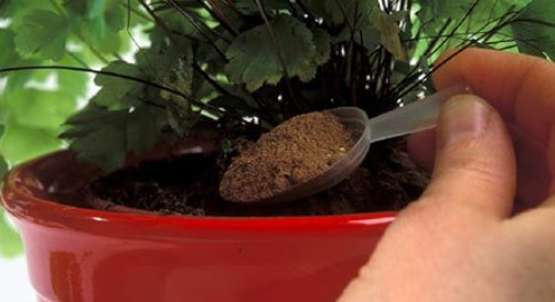 Эти лучшие домашние подкормки вернут жизнь даже сухому кусту! 1 ч. л. сразу…