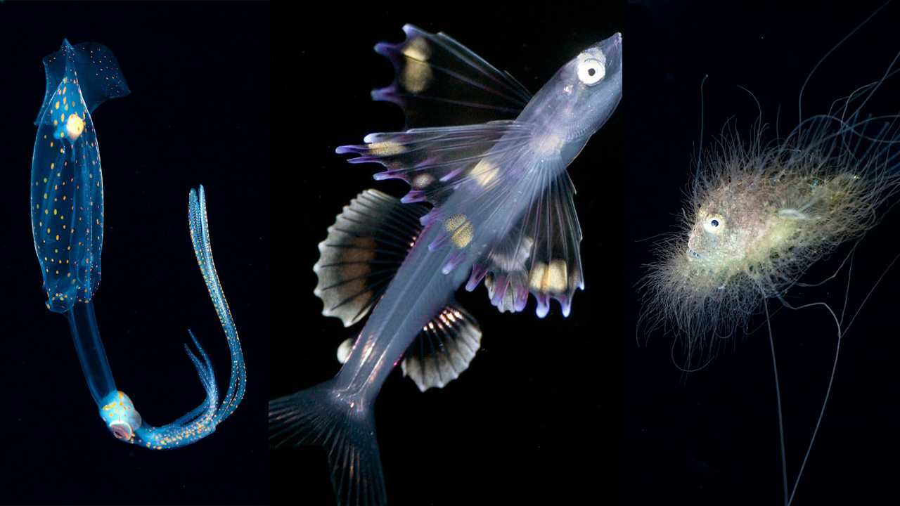 15 удивительных существ, которые населяют глубины Тихого океана природа