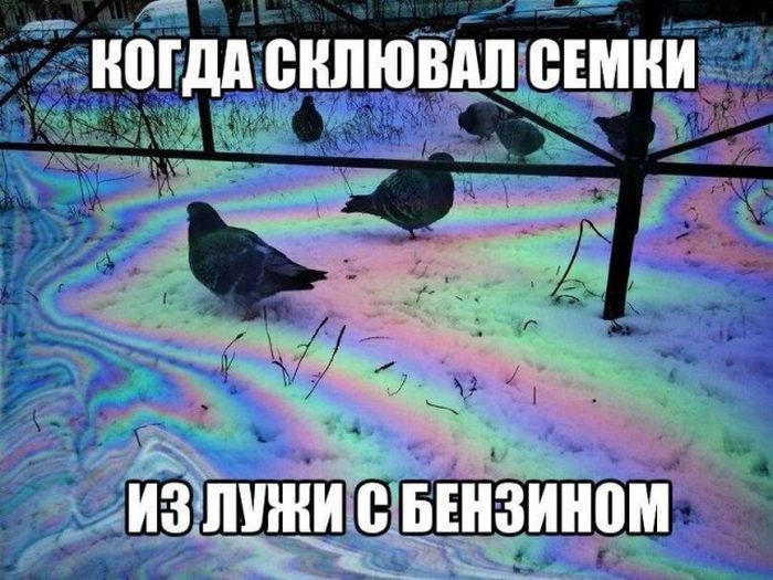 Забавные картинки с надписями для веселья (11 фото)