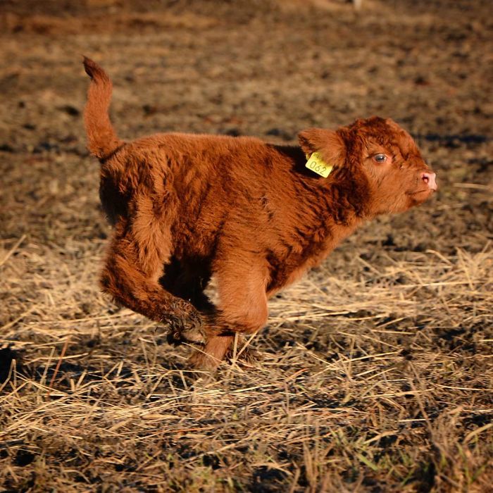 Cute-Baby-Highland-Cattle-Calves