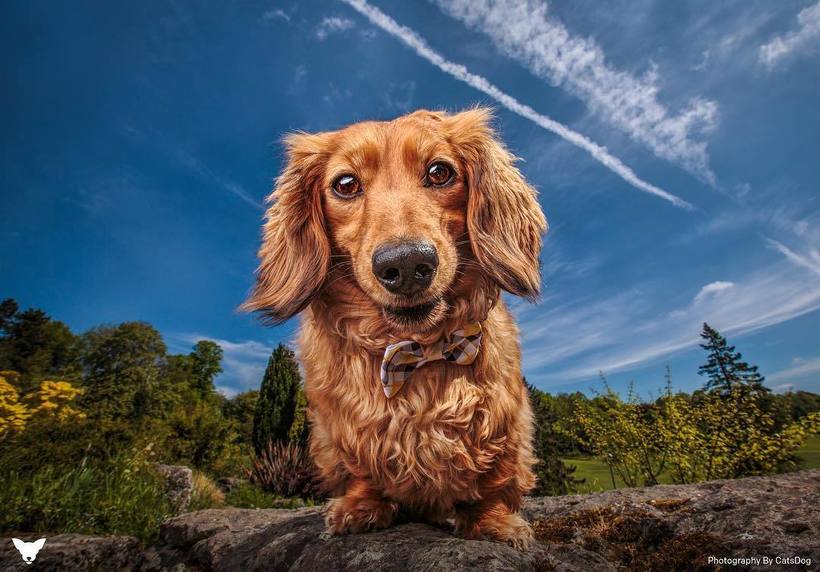 Фотограф из США делает потрясающие портреты собак по всему миру Фотограф из США делает потрясающие портреты собак по всему миру животные,Путешествия,фото