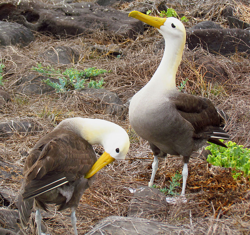 Волнистые, или галапагосские альбатросы Phoebastria irrorata