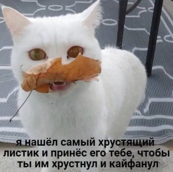 🎉 Большой сборник шуток в смешных картинках и мемах! 😂