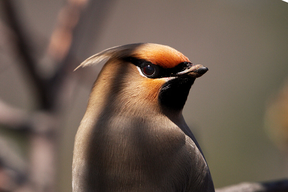 Свиристель — кочующая птица с хохолком на голове: 10 особенностей «лесного попугая»