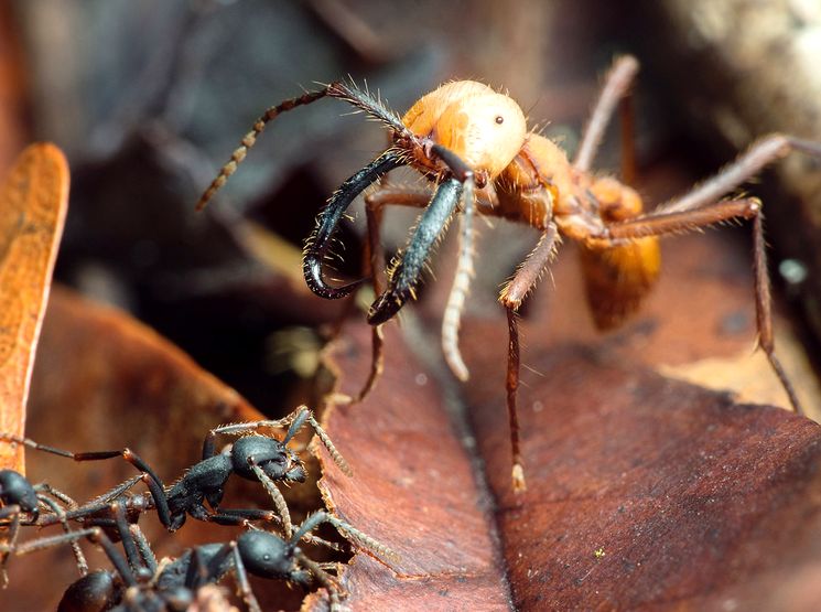 Название армейского муравья. Эцитоны Бурчелли. Армейские муравьи (Eciton burchellii). Африканские кочевые муравьи. Муравьи Эцитоны Бурчелли.